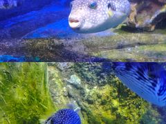 -太平洋海底世界