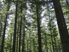 -塞罕坝国家级自然保护区