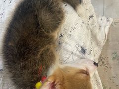 -柴犬小屋·柴餐厅·狗咖食堂(金鼎广场店)