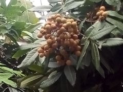 -黄埔古港