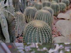 -郑州植物园