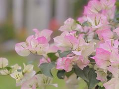 -深圳国际园林花卉博览园