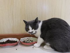 -猫和宫(六道口店)