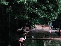 -九龙公园
