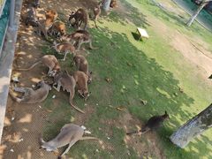 -西霞口神雕山野生动物世界