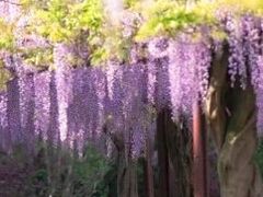 -嘉定紫藤园