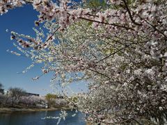 -桃花堤公园