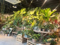 -自由生长植物工作室(深港花卉中心店)