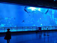 -烟台海昌鲸鲨海洋公园