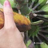 来了不会后悔的水果乡