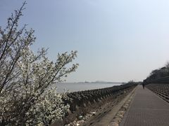-上海滨江森林公园