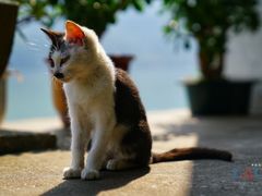 -严子陵钓台(富春江小三峡)