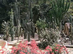 -深圳仙湖植物园