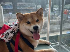 -帕帕拉兹宠物(亚洲旗舰店)