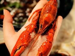 -虾弄弄海派小龙虾·牛羊蝎子火锅