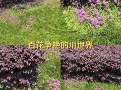 -羊山湖公园