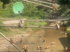 -西双版纳原始森林公园