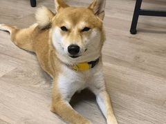 -柴迷FANS CLUB·柴犬狗咖·猫咖