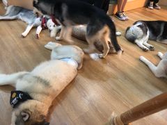 -Husky Go! 哈士奇体验馆·宠物咖啡厅狗咖