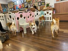 -柯斗斗主题餐厅·狗咖·围炉煮茶·茶饮(国瑞升平里店)