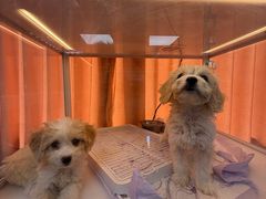 -翊宠yipet猫狗购宠庄园犬舍•猫舍