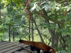 -都江堰中华大熊猫苑