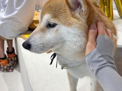 -柴务处·柴犬主题狗咖