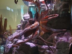 -西雅图水族馆