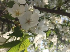iphone_upload_pic-西安青龙寺遗址景区