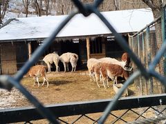 -大连森林动物园