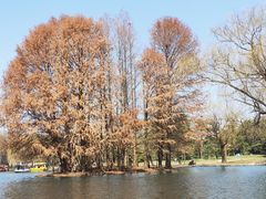 -上海共青森林公园