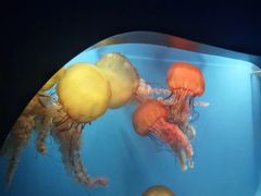 -泉城欧乐堡海洋极地世界