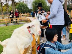 -前小桔亲子创意农场·草莓采摘·露营烧烤