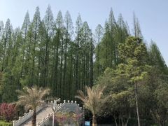 -水杉园