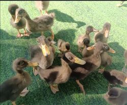 -萌宠亲子动物乐园(槐房万达店)