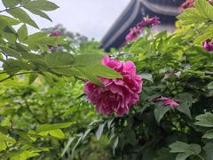 -龙华寺