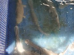 -鸿渡渔庄·特色鸭咀鱼