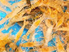 -星伦多海鲜自助餐厅(海陵金鹰店)