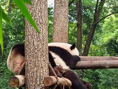 -成都大熊猫繁育研究基地