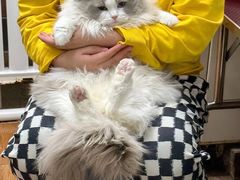 -青奢宠物·青奢猫舍