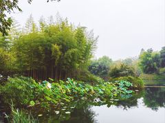 -西溪国家湿地公园