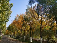 -九十九顶毡房(阜石路店)