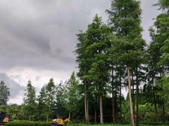 -东平国家森林公园