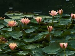 -白鹭湾湿地公园