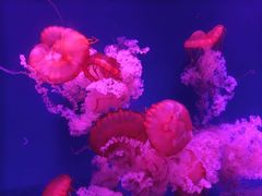 -深圳野生动物园