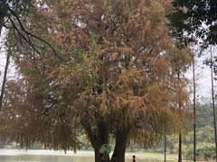 -南宁良凤江国家森林公园