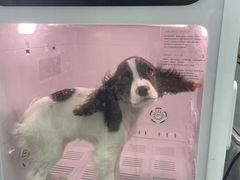 -芭比堂动物医院(广州爱宠下渡路分院)