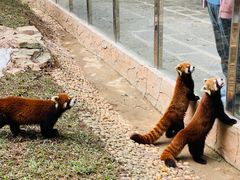 -深圳野生动物园