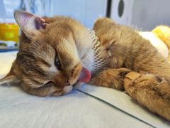 -艾吉宠物医院·疑难杂症转诊中心·猫友好(碧江路院)