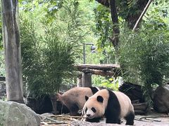 -都江堰中华大熊猫苑
